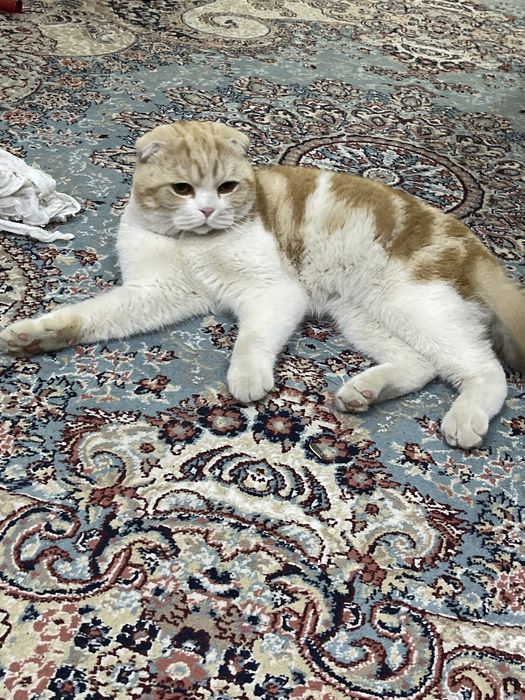 продаю кошку очень хорошая и красивая.