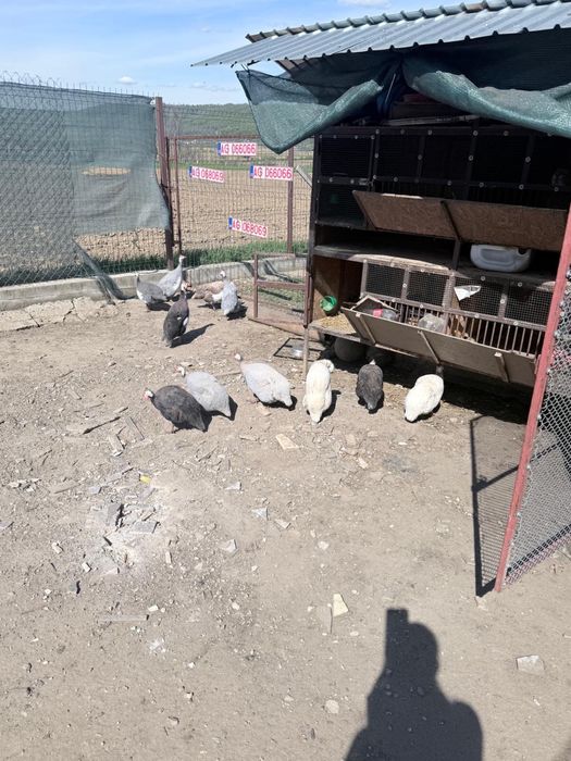 Vand oua bibilica pentru incubat