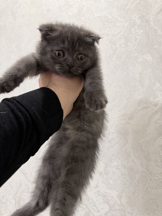 Скоттиш Фолд     .