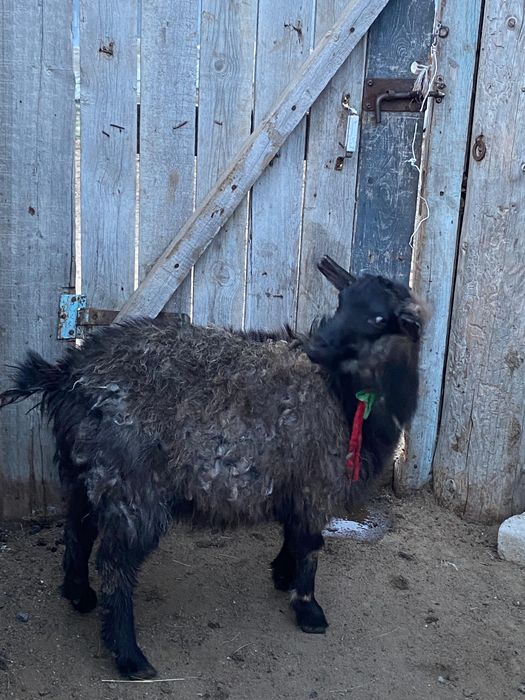 Ешкілер лағымен сатылады