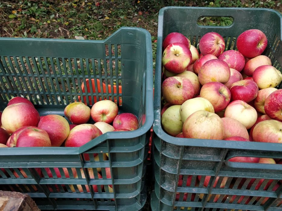 Mere de voinești diverse soiuri