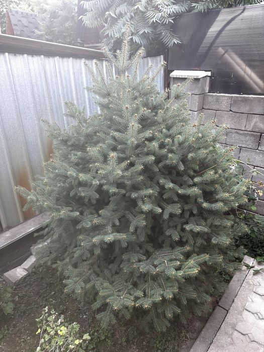 Продам зеленую Ель! 2,50х2,10