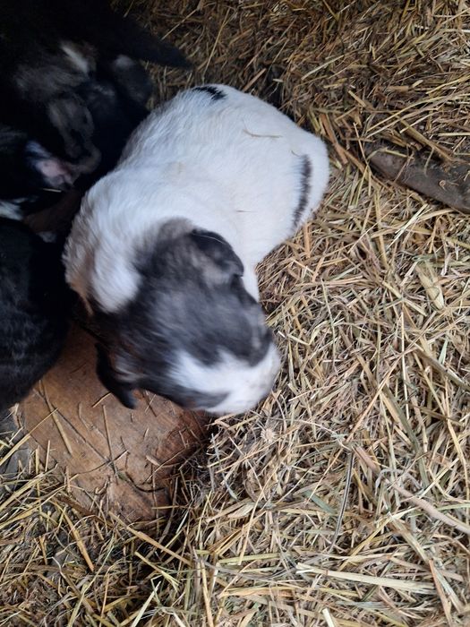 Caini ciobănesc de Bucovina