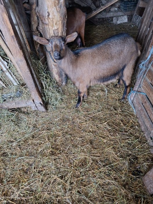Vând iadă și țap alpin francez