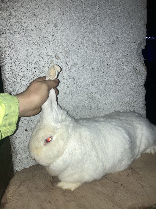 Vand iepurita berbec german