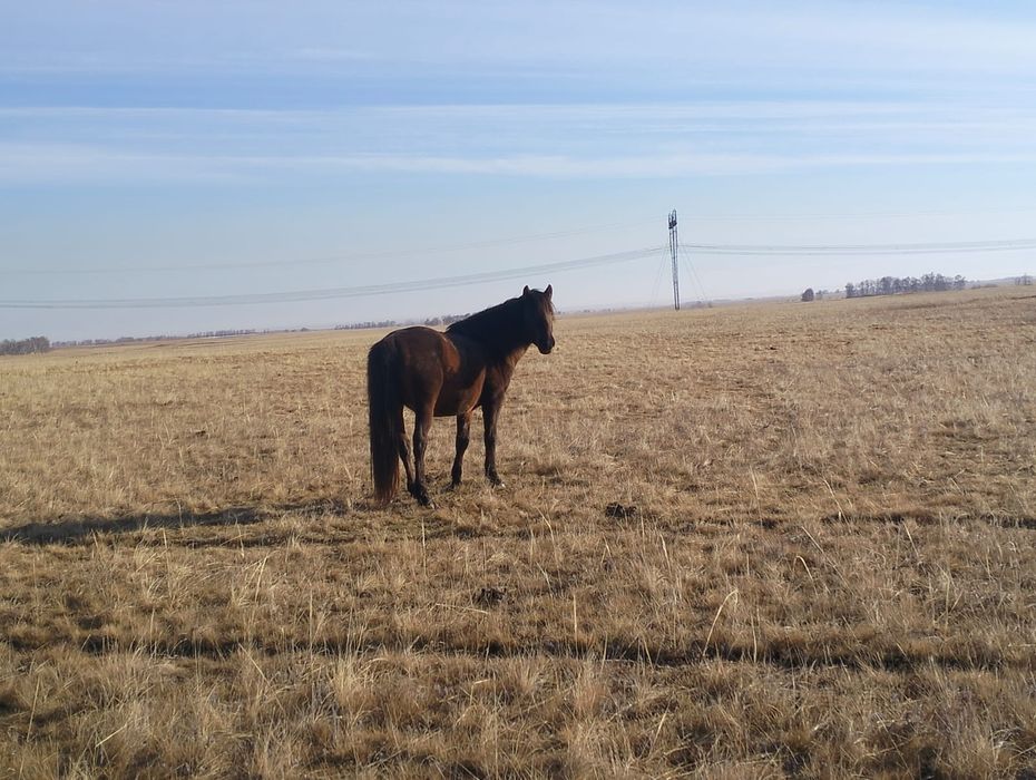 Айгыр 7 жасар казакы