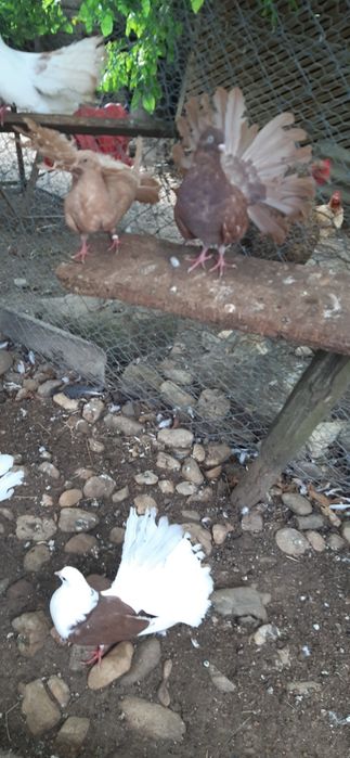 Porumbei indieni,infoieti si voiajori albi