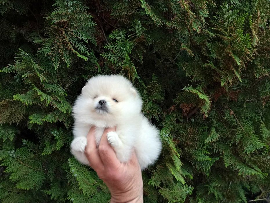 Померанчета! Мъжки и женски кученца!