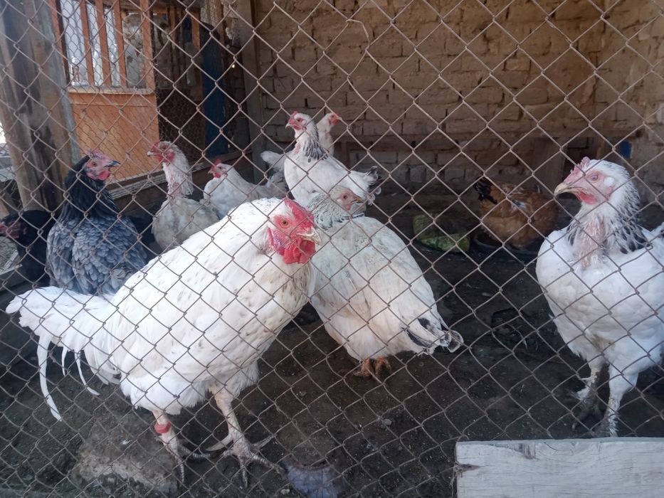 Тауықтар сатылады