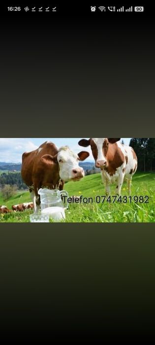 Vand lapte si produse lactate bio si cu un gust authentic livram la domiciliul clientului lapte angro 3 lei litru