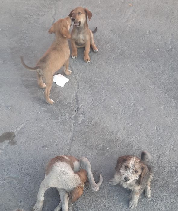 Щенки в хорошие и добрые руки.