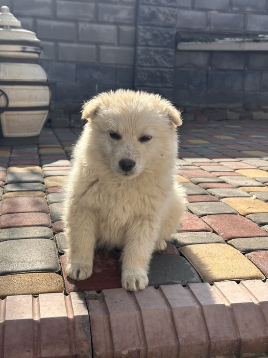 Щенки отдам в добрые руки