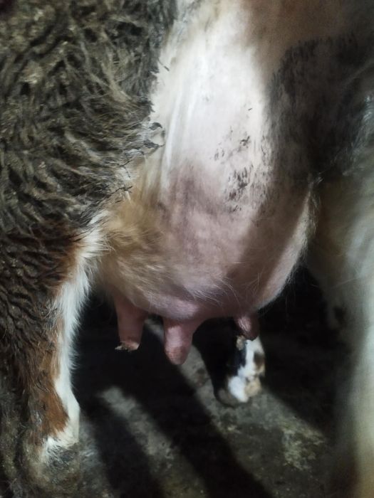 Vând junica cu tot cu vitel