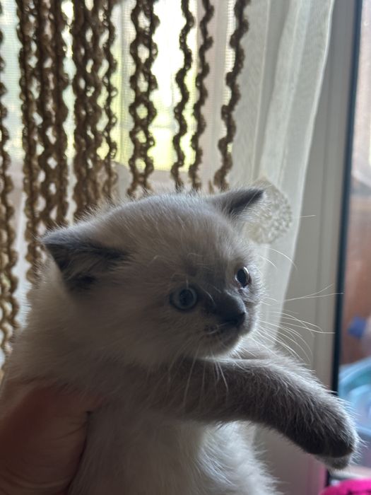 Продам котят шотландцев