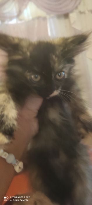 Котята бесплатно