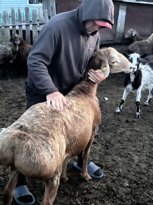 Продам кошкар едилбай