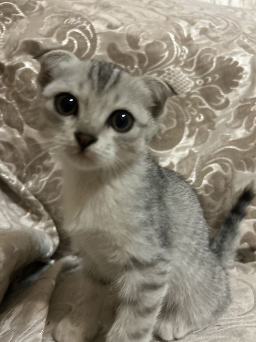 Продаётся шотландский вислоухий котёнок
