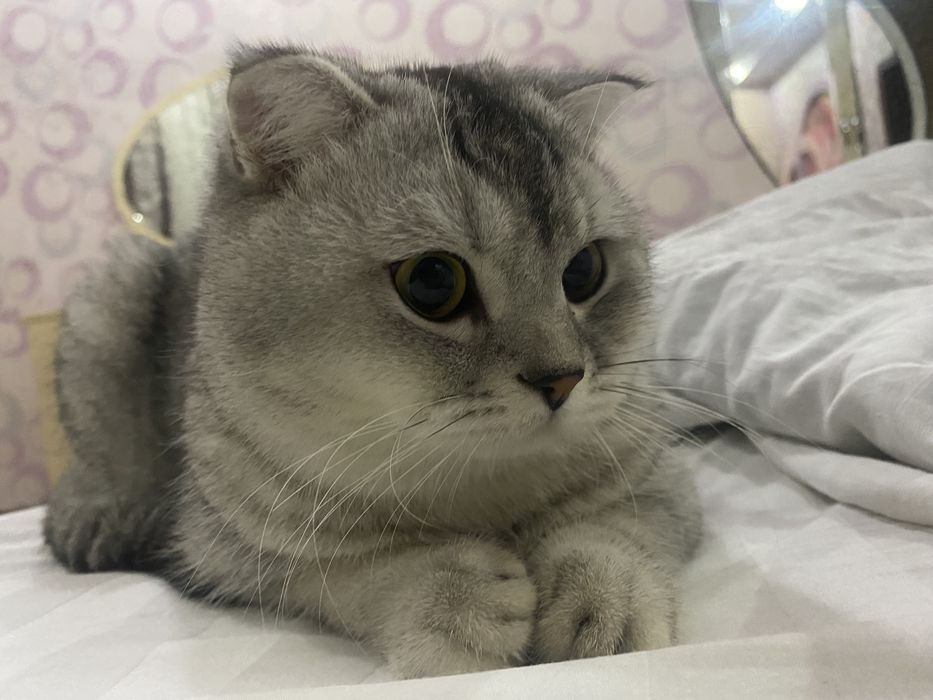 Black silver shaded color (BRI ns11)