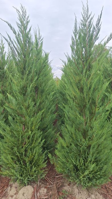 Leylandii gard viu sănătos creștere rapida