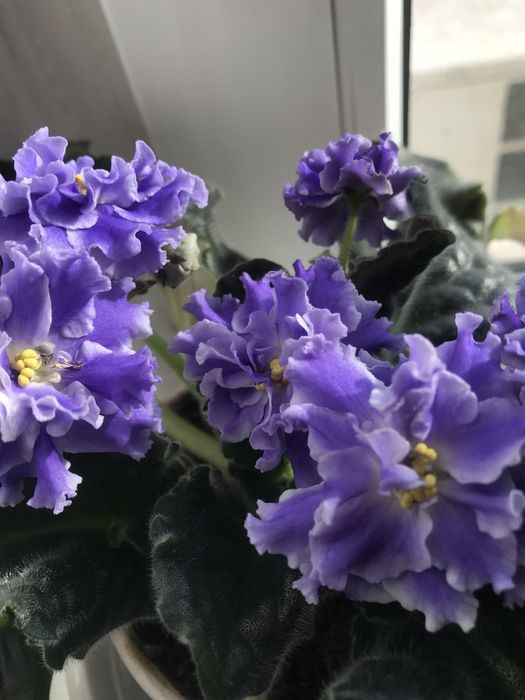 Продам фиалку