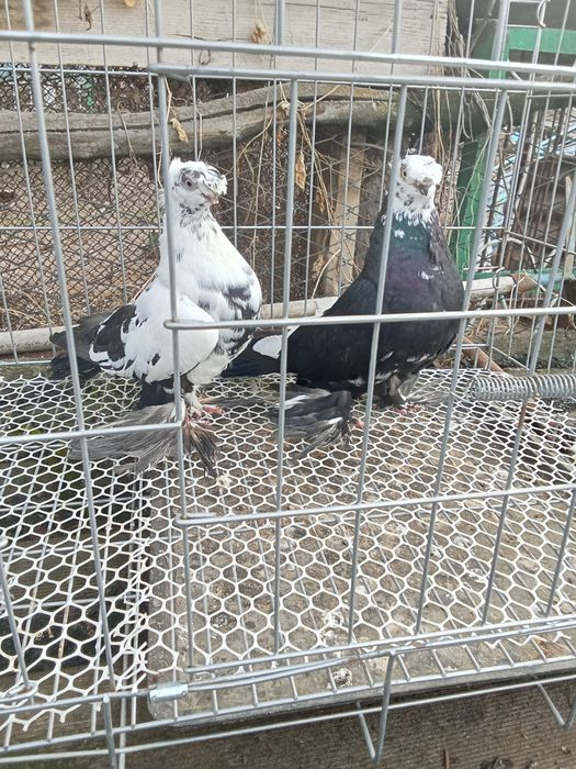 Продам голубей хороших