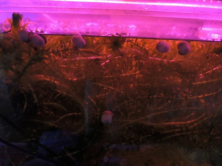 Продам улиток спикси и растение элодея