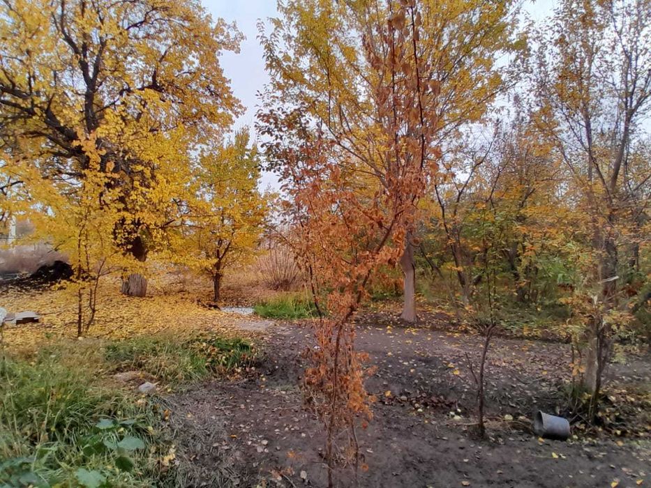 САЖЕНЦЫ. Көшеттер.