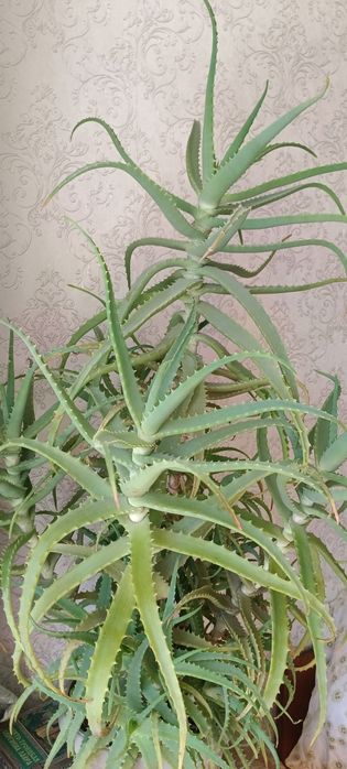 Продам столетник .