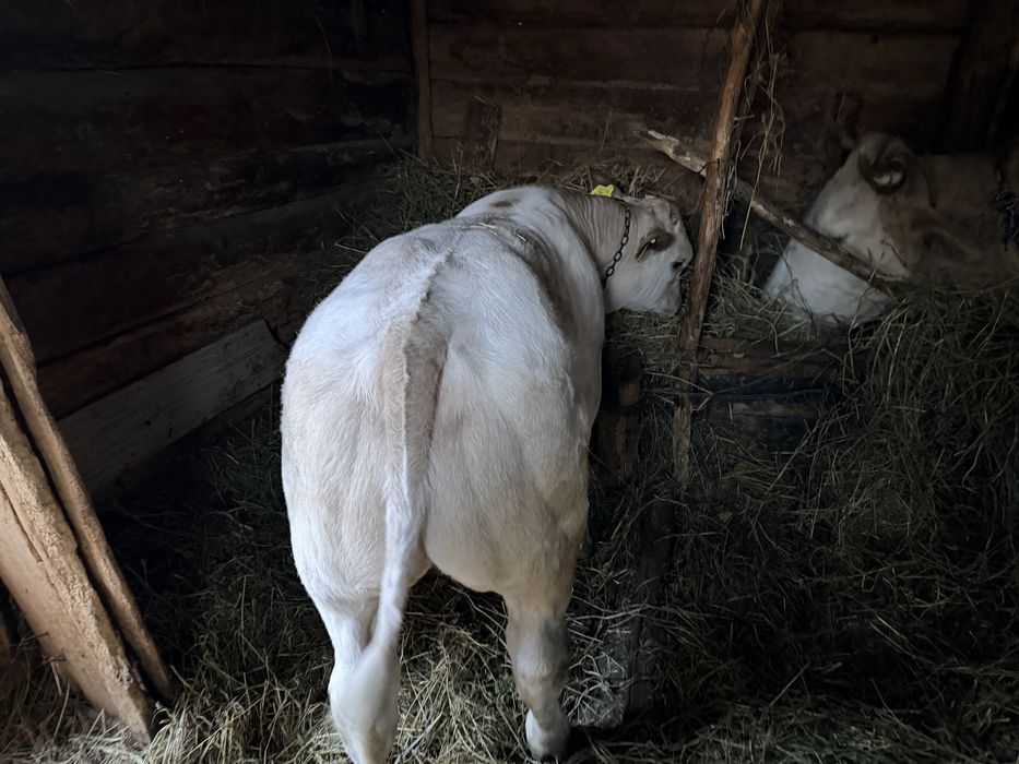 Vând vițel, rasă belgiană