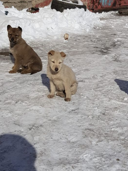 Ищем щенятам дом