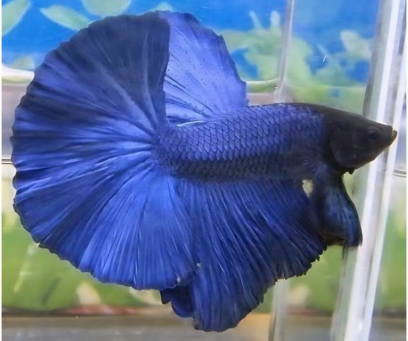 Кислародсиз яшайдиган Петушок сотилади.Petushok sotiladi