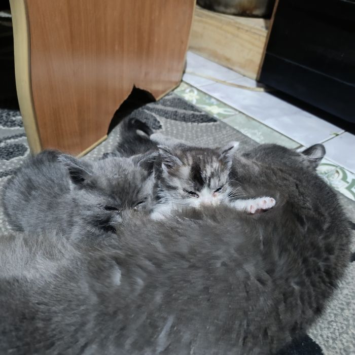 Отдам котят в хорошие руки