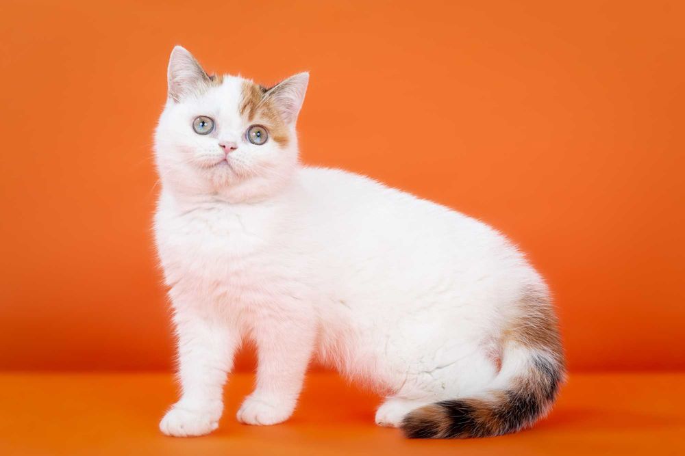 Шотландская кошечка