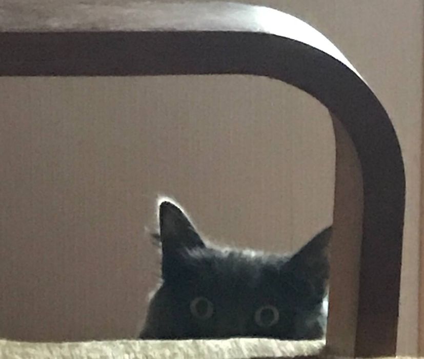 Отдам кота в хорошие руки