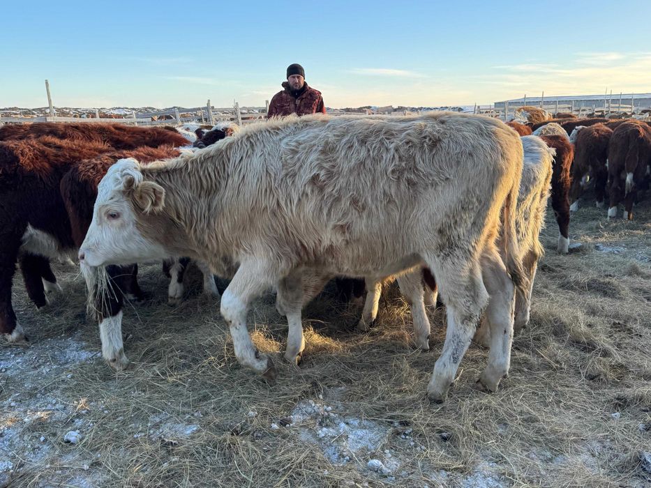 Продаются бычки-производители пароды симментал