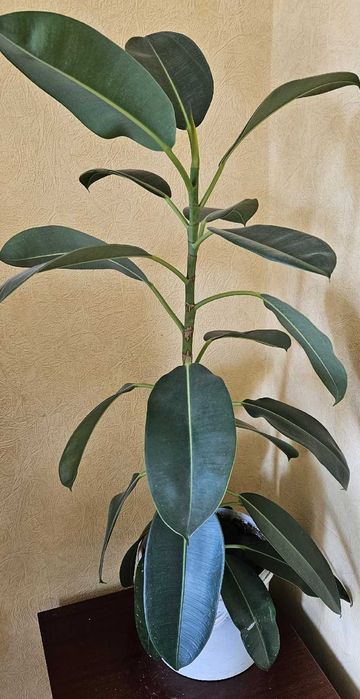 Комнатное растение Фикус
