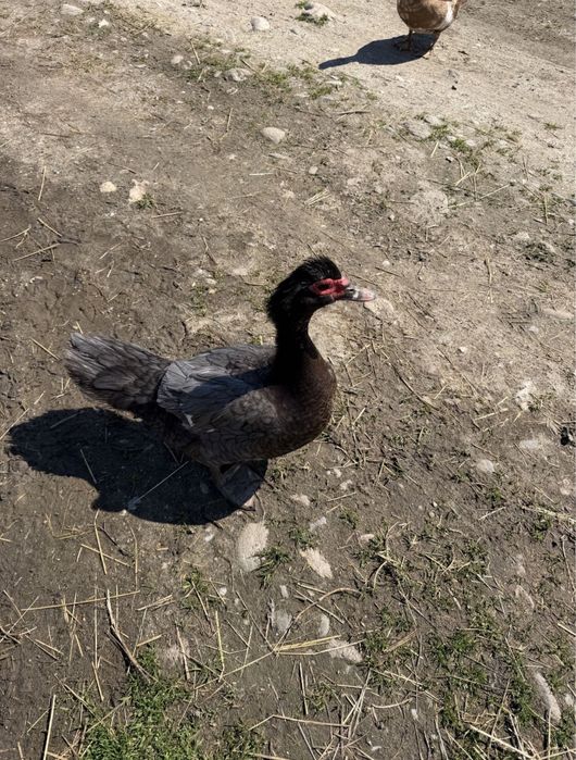 Vand oua rata muta/leseasca pentru incubat