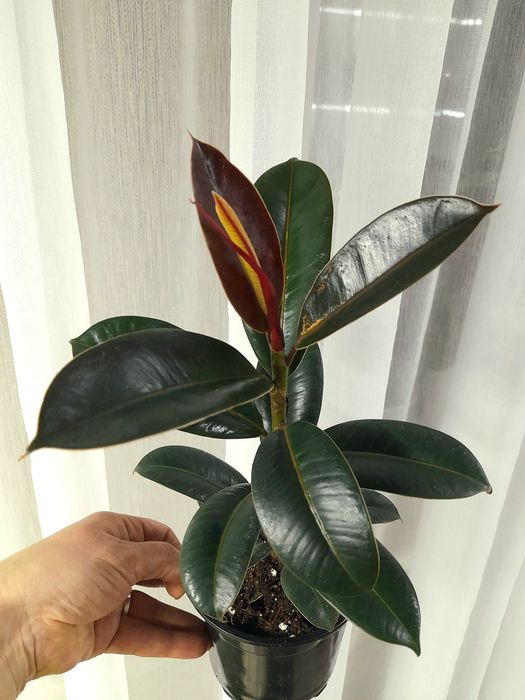 Продам Фикус Мелани