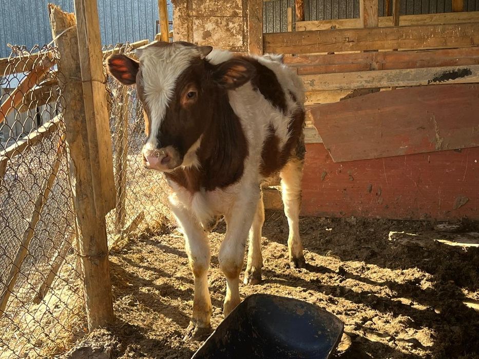 Басбақтар сатылады