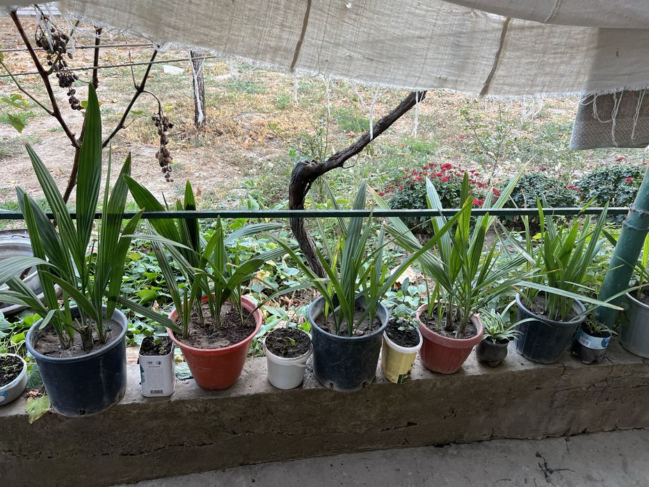 Финиковая пальма 5 летние. Хурмо дарахти