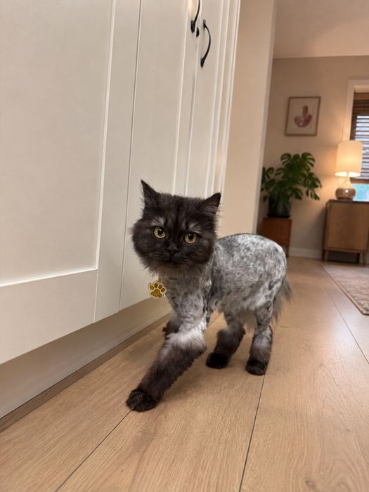 Отдам кошечку ЛУНУ. СТЕРилизована