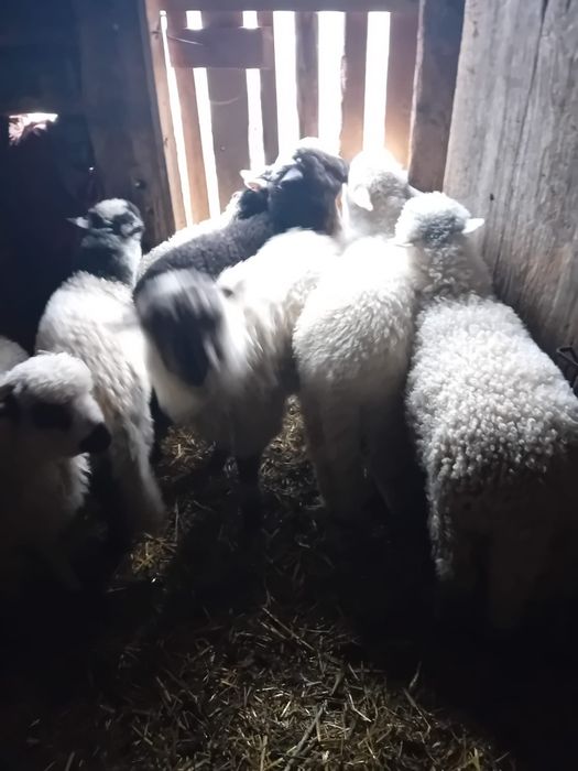 Vând miei pentru Paste