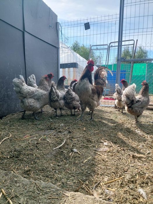 Vând familie de gaini australorp