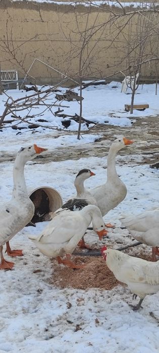 Gʻozlar sotiladi 5 ta