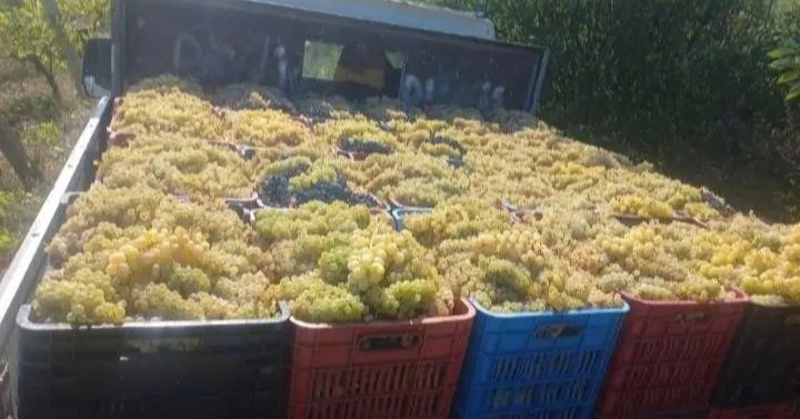 Vând struguri de vin producție 2026