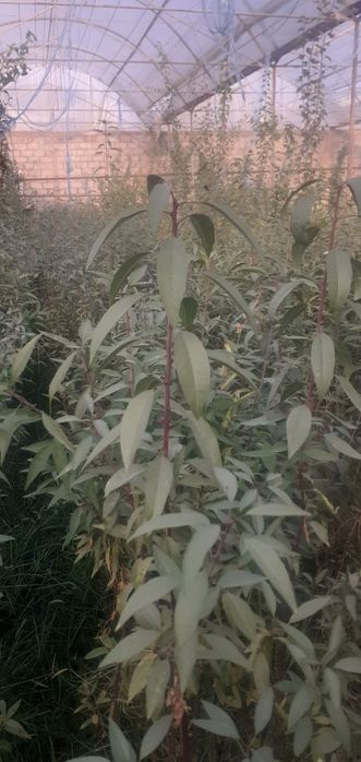 Bodom niholi sotiladi.