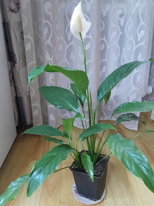 Продам цветок молоденький 2500