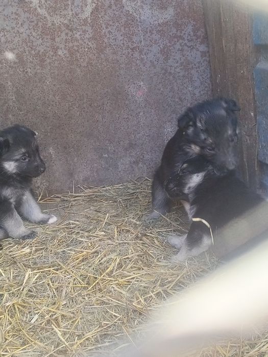 Восточно-европейской овчарки