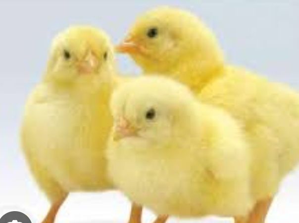 Buroler 308 jòja bor 1- kunlikdan  10 kunlik boa