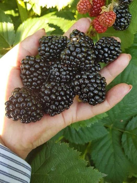 Stoloni CAPSUNI / FRAGI / drajoni ZMEURĂ / butași MURE